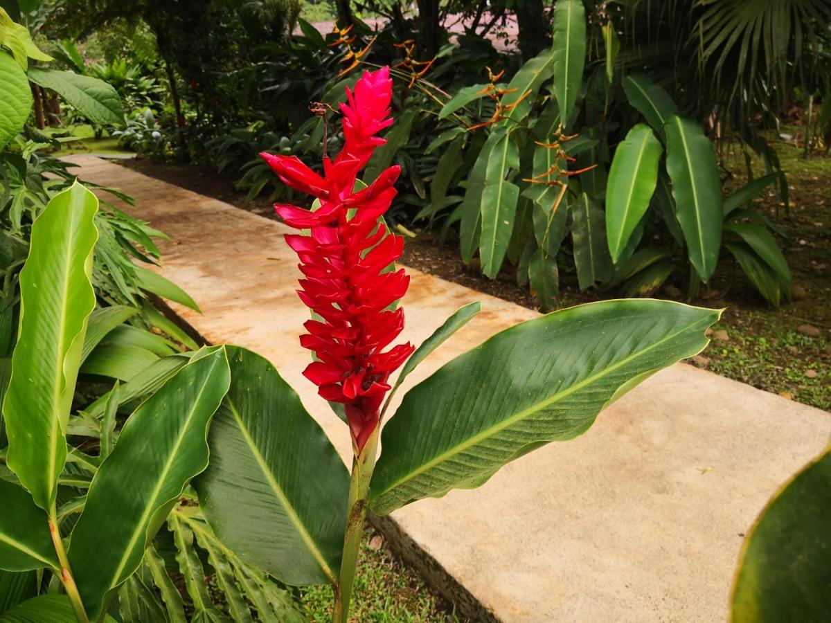 ביחגואה Hotel Catarata Rio Celeste מראה חיצוני תמונה